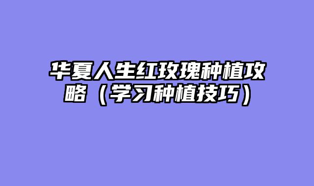 华夏人生红玫瑰种植攻略（学习种植技巧）